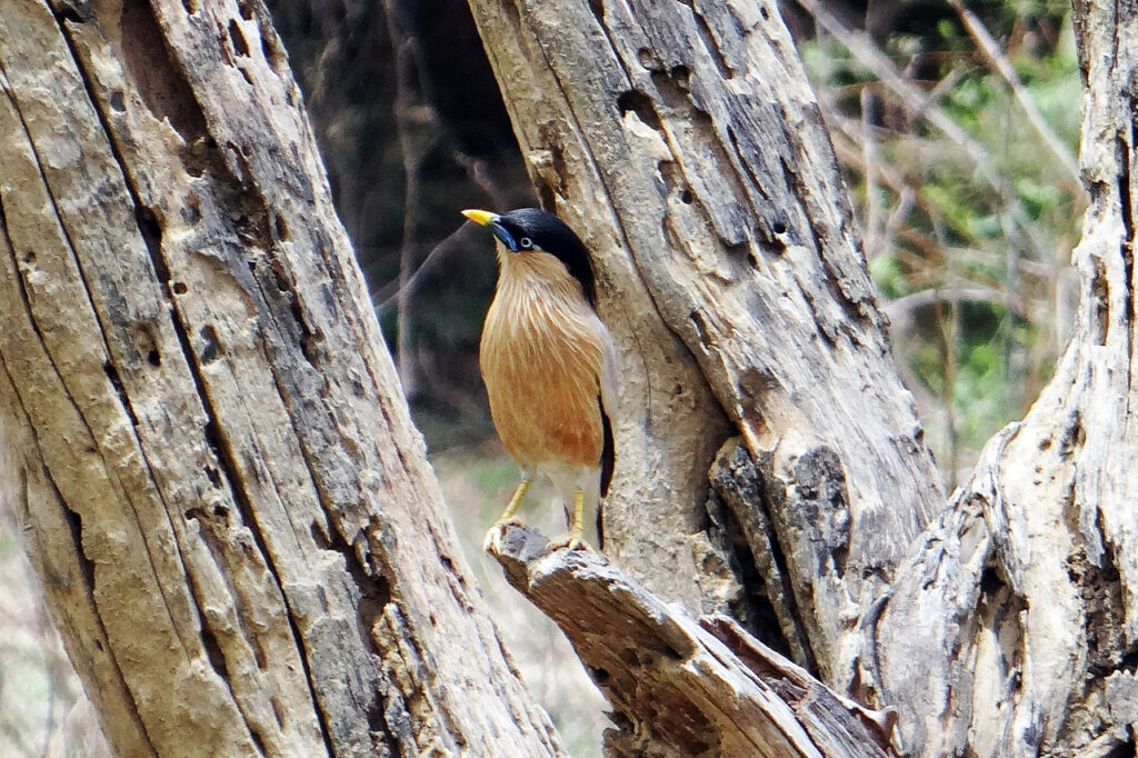 bharatpur-bird-sanctuary-day-trips